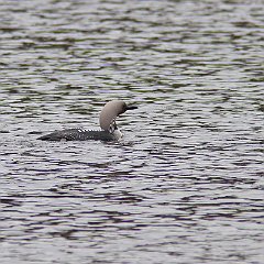 IMG_1364