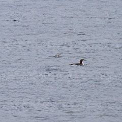 IMG_2642