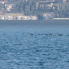 IMG_6047