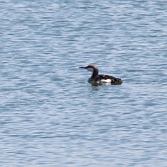 IMG_7095