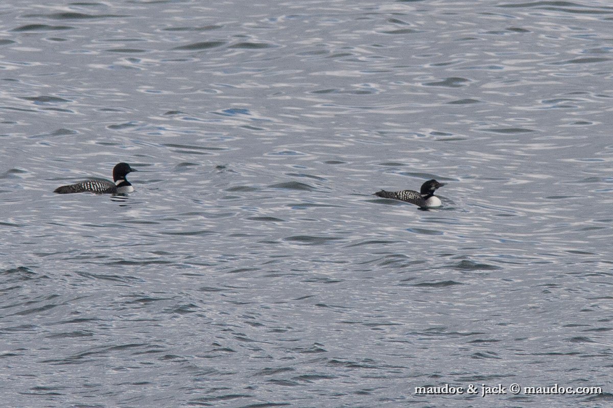 IMG_4655.jpg - Iceland