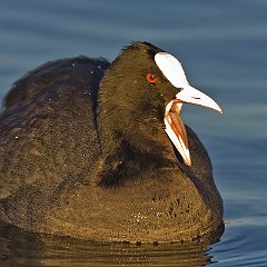 Fulica_atra