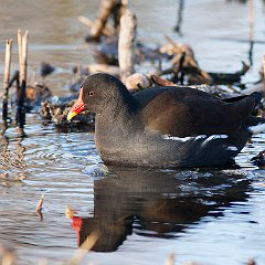 Gallinula_chloropus