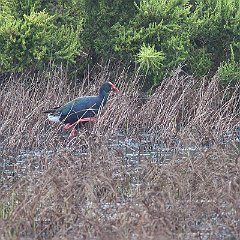 Porphyrio_madagascariensis