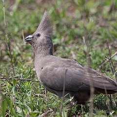 Corythaixoides_concolor