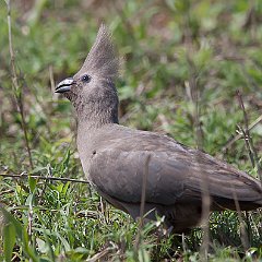 Corythaixoides_concolor