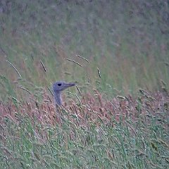 IMG_1102v
