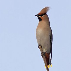 Bombycilla_garrulus