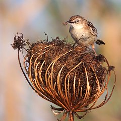 Cisticola_juncidis