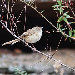 Prinia_flavicans