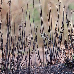 Prinia_hypoxantha