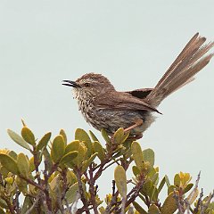 Prinia_maculosa