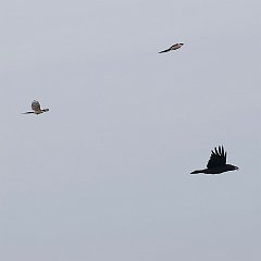 IMG_1403