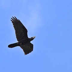 IMG_8925