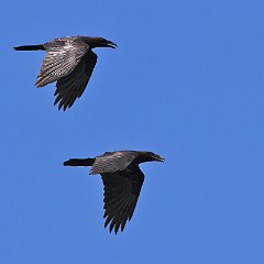 IMG_8968