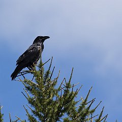 IMG_9080