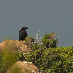 corvo_im02