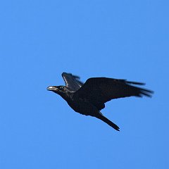 corvo_im03