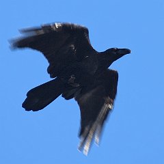 corvo_im07