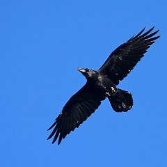 corvo_im11