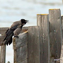 IMG_1761