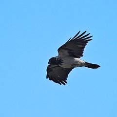 IMG_4503