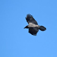 IMG_4507