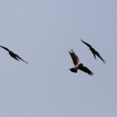 IMG_4751