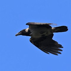 IMG_4974a