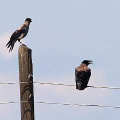 IMG_6081