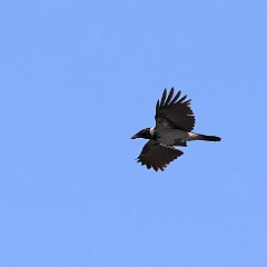 IMG_6109
