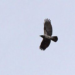 IMG_6831