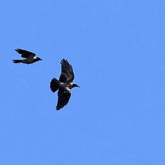 IMG_7564