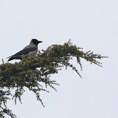 IMG_9646