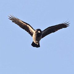 IMG_9939