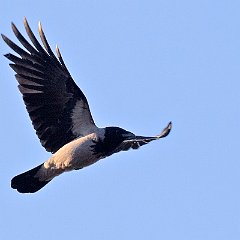 IMG_9942