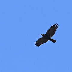 IMG_0445