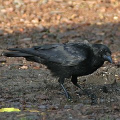 IMG_0593