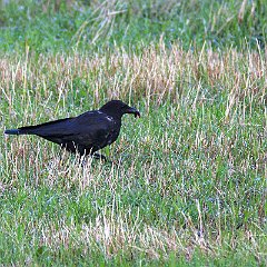 IMG_0733