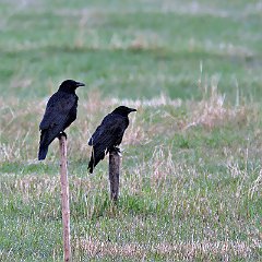 IMG_0736