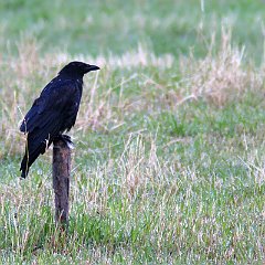 IMG_0739