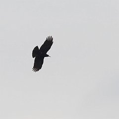 IMG_0568