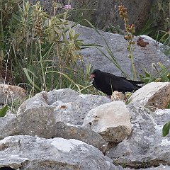 IMG_0785