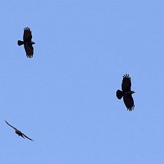 IMG_6930