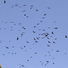 IMG_6956