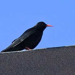 IMG_6976
