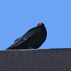 IMG_6980