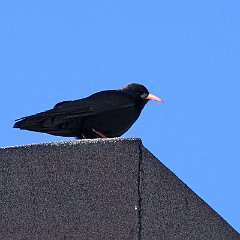 IMG_6991