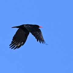 IMG_6997