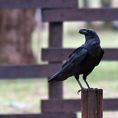 Corvus_albicollis